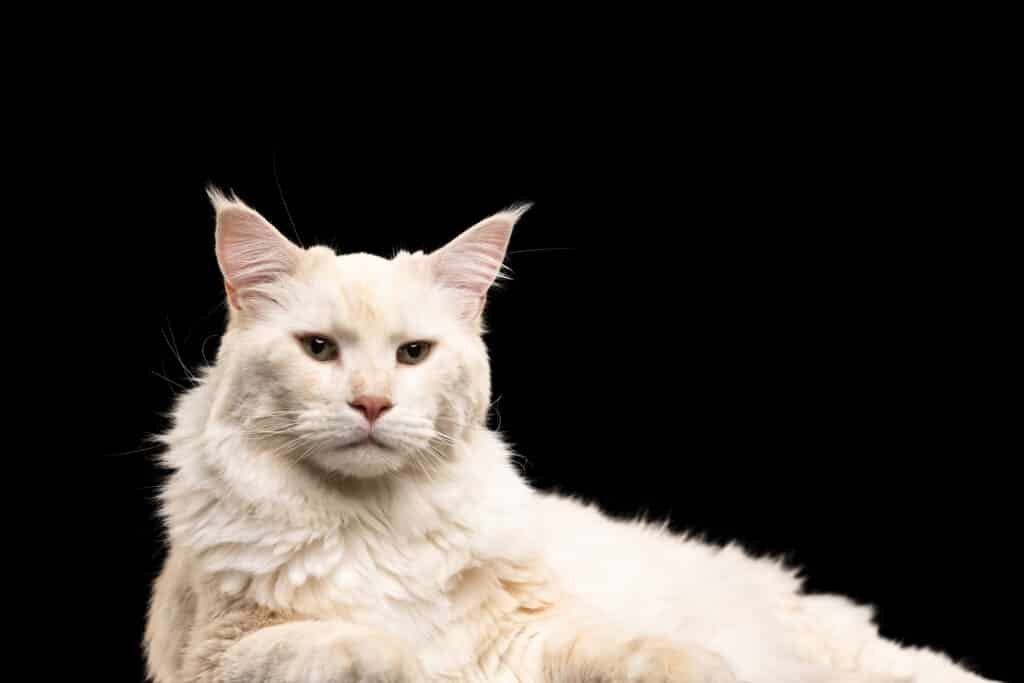 Los Gatos de Angora🐈‍⬛ - De Gato