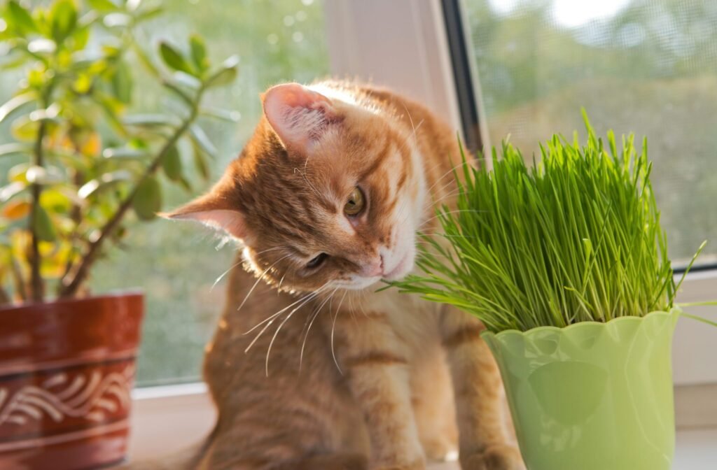 😻¡Esta es La mejor colección de Accesorios De Gato para Karen Desde tazas y remeras hasta collares.¡todo para los amantes de los mininos!. En 🐾-De Gato-🐾